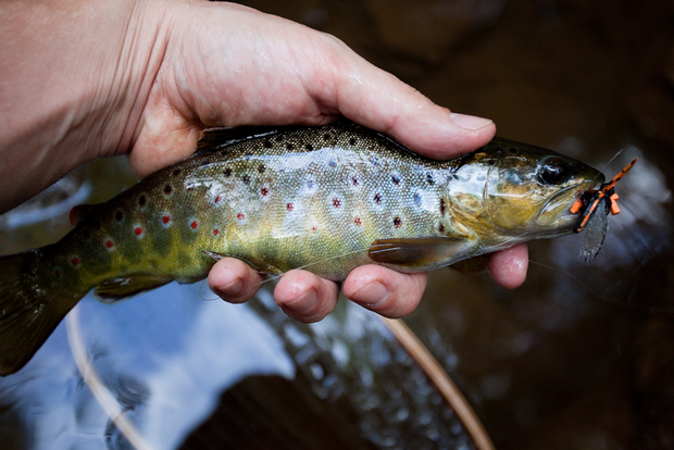Brown Trout Cicada Fly