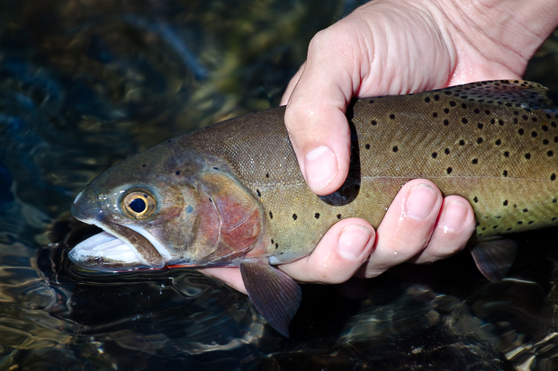 Native Cutthroat Trout. (photo: Chad Shmukler) Native Cutthroat Trout