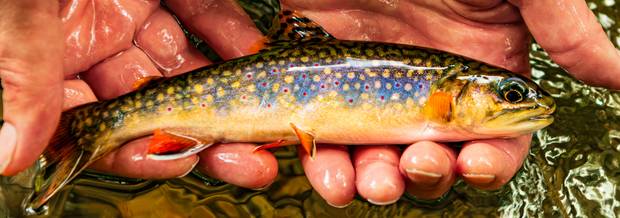wild Pennsylvania brook trout