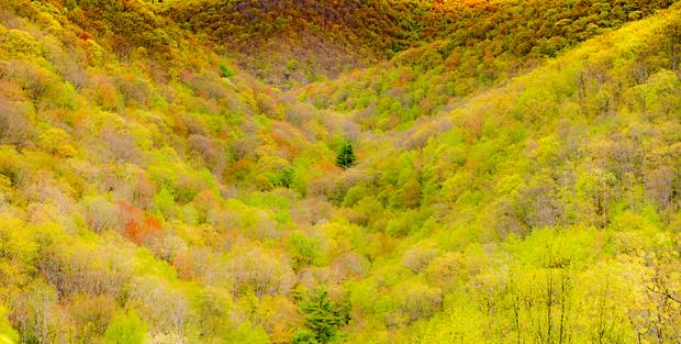 springtime in the alleghenies