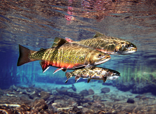 A fantastic photo from Wild on the Fly's first season. Oregon Brook Trout