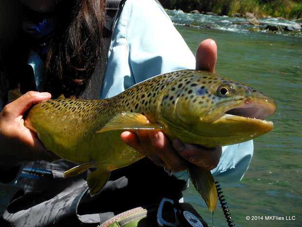 Tying the Fatal Attractor Fly