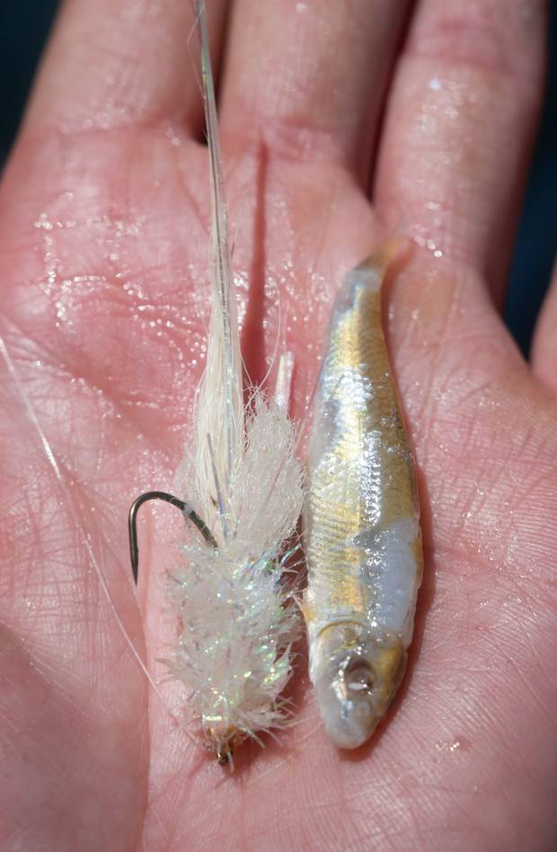 murdich minnow and baitfish
