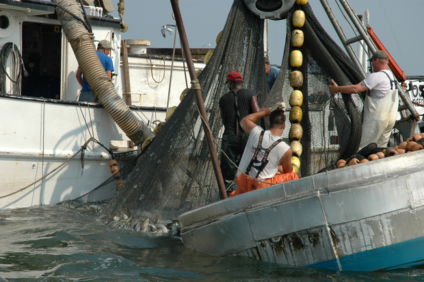 menhaden / bunker fishing
