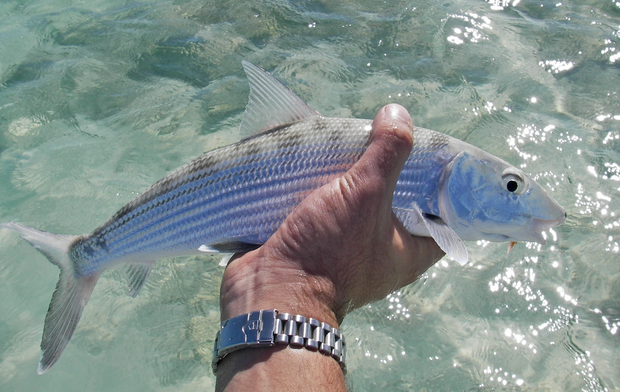 Bonefish