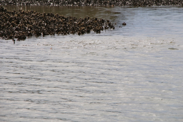 Redfish School