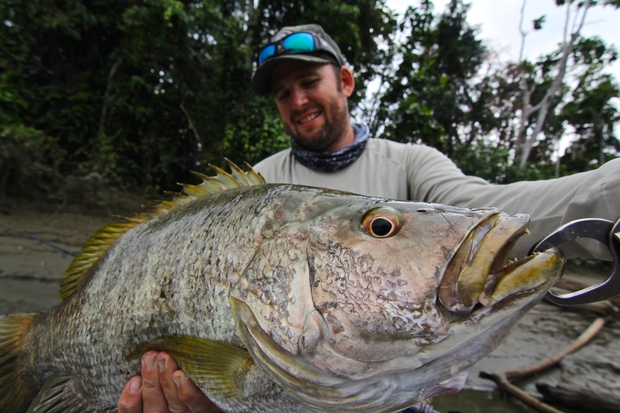 Black Bass - Papau New Guinea
