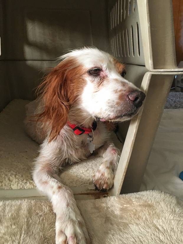 mazie back home
