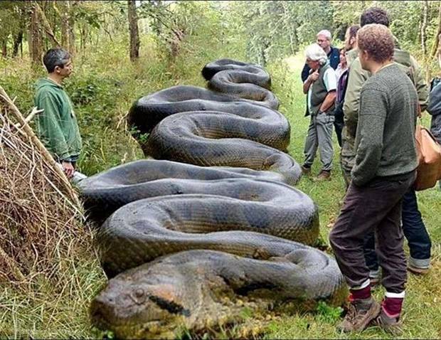 Photo: uncredited. wildlife hoax images ai