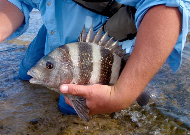 Photo: Mike Sepelak sheepshead fishing | south padre island | texas