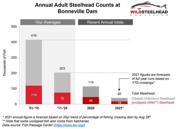 Annual adult steelhead counts at the Bonneville Dam