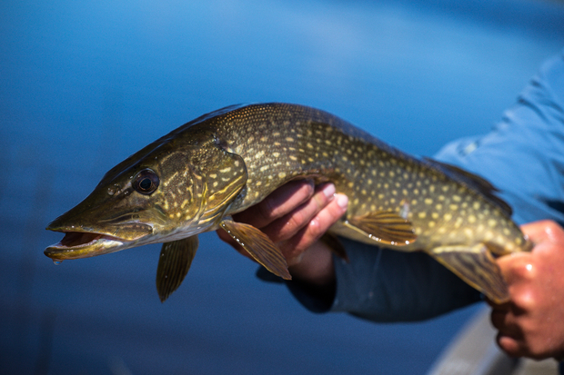Northern Pike