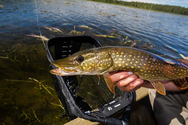Northern Pike and Net