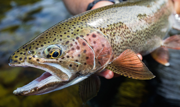 Bristol bay Rainbow Trout