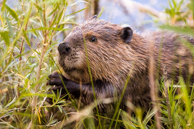North American Beaver
