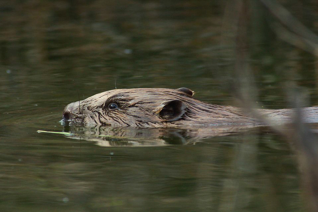 Beaver Swimming