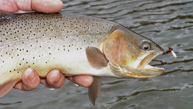 Pre-runoff fly fishing