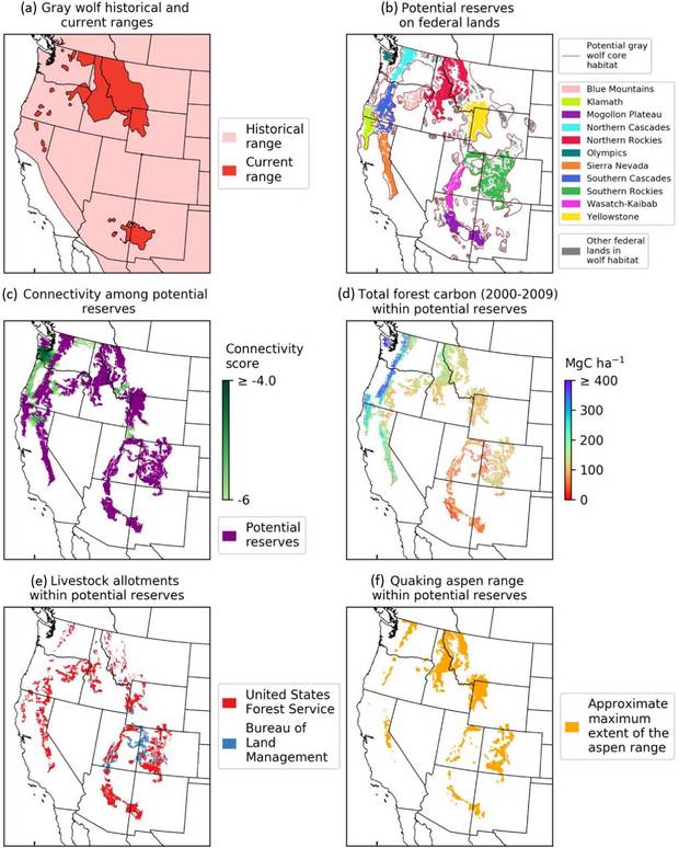 These maps show the reserve network for the American West and focus on wolf range expansion (a), the 11 proposed reserves (b), the connectivity of proposed reserves to existing reserves (c), The proposed reserves forest carbon contents (d), proposed grazing lease retirements (e), and biodiversity including aspen, (f) (image credit: Ripple, et. al. / BioScience). proposed reserve network american west