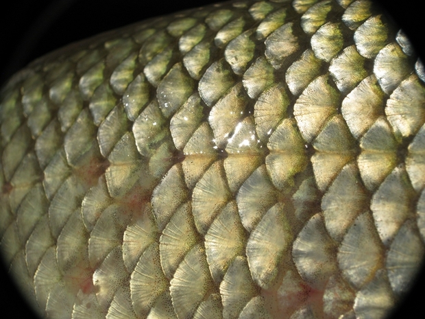 Carp Scales