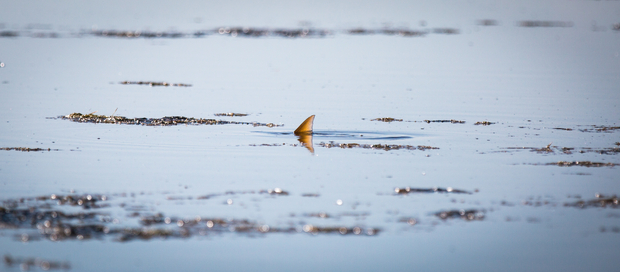 Everglades Redfish Tail