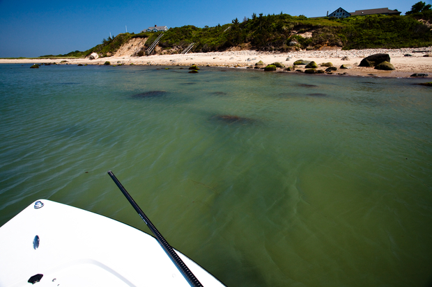 Murky conditions made this otherwise promising, rocky flat good only for blind casting. Murky Striper Flats