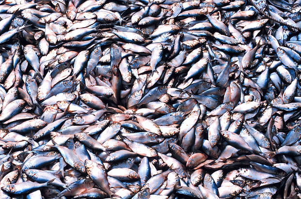 Menhaden are harvested for use in aquaculture feed, pet foods, livestock feed and dietary supplements. (Photo: NOAA) Menhaden Harvest