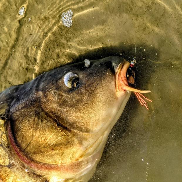 A big mirror carp with a silver-beaded Carp Crawler in its mouth (photo: Chris Hunt). mirror carp with fly in mouth