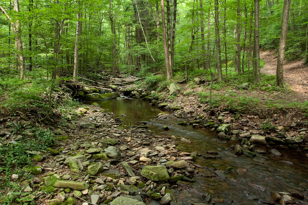 Pennsylvania Brook Trout Stream (photo: Chad Shmukler)