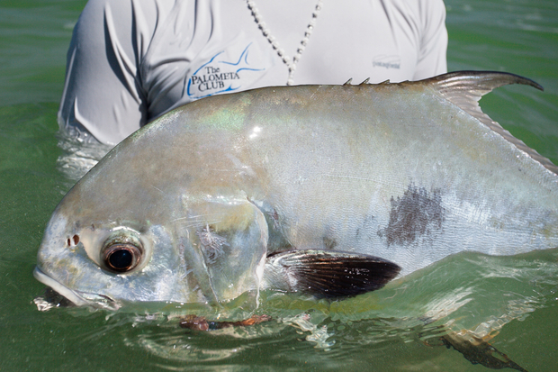 Ascension Bay Permit