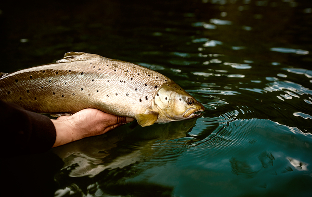 Photo: Dave Karczynski Streamer Fishing for Trout