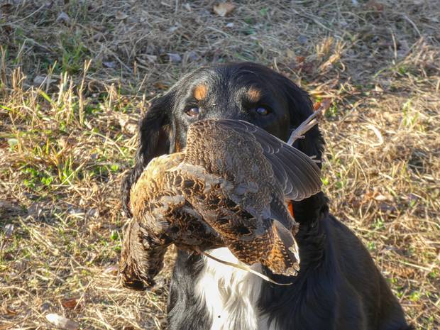 Rumor's hard-earned woodcock (photo: Tom Davis). dog woodcock retrieve