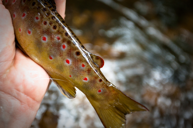 Brown Trout Spots