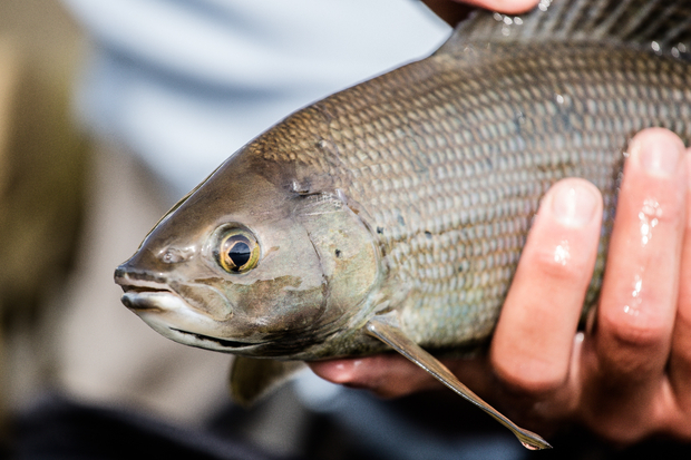 Even as a fast action rod, the Vapen Red's sensitivity and feel made it a pleasure to fish for (admittedly large) Alaskan grayling. Alaska Grayling