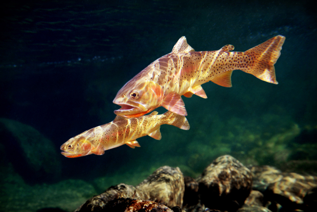 The native Yellowstone cutthroat trout (photo: Pat Clayton). Yellowstone Cutthroat Trout