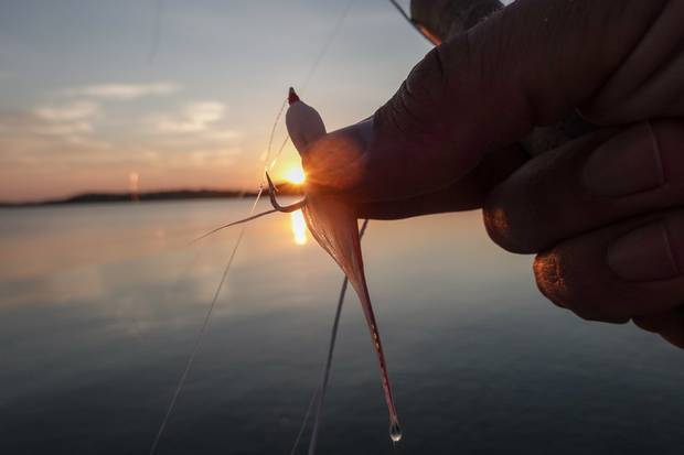 fish sauce fly