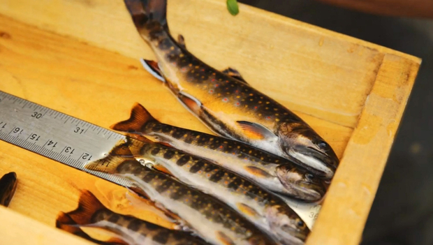 From a short video on the Orvis/TU 1,000 Miles Campaign, which is working to reconnect streams across the U.S. creating miles of spawning habitat and fishable water. Orvis 1,000 Miles Campaign
