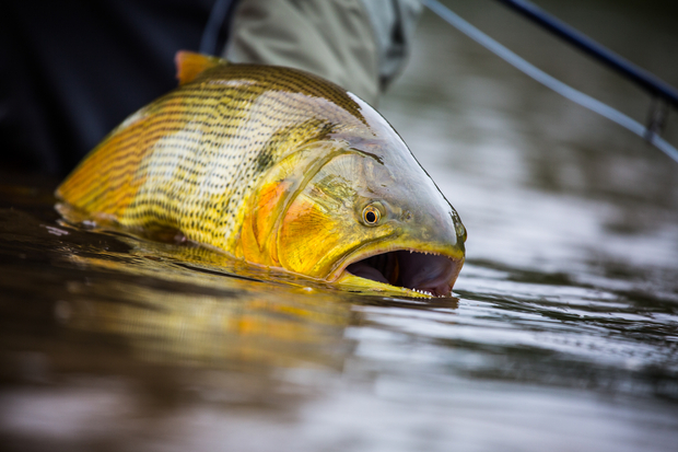 Golden Dorado