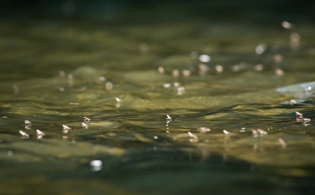 Winter Dry Flies