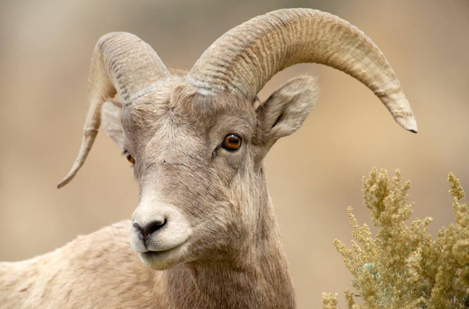 Bighorn Sheep