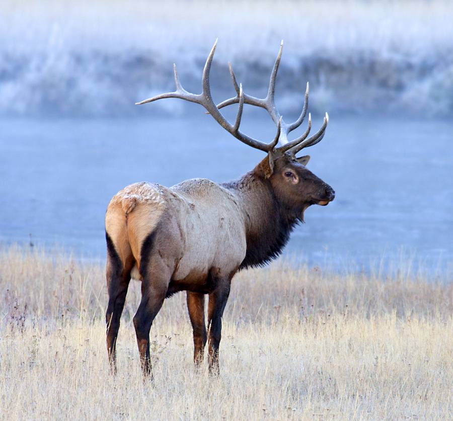 Bull Elk - Madison Junction