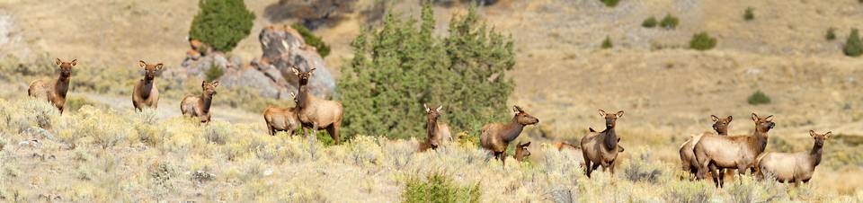 Elk Herd near Mammoth