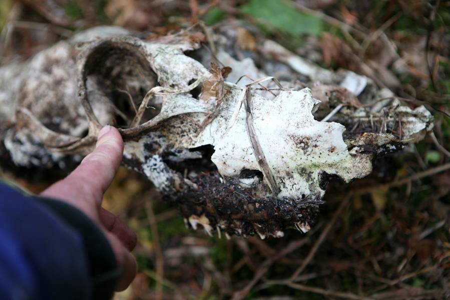 Grizzly Skull