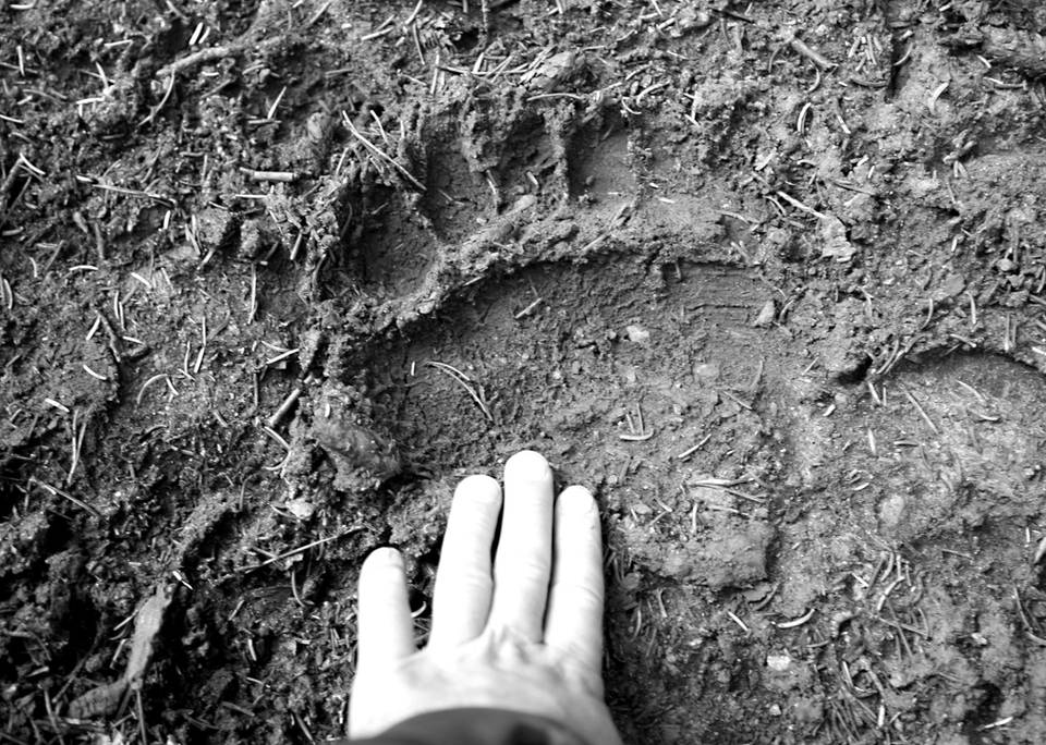 Grizzly Tracks