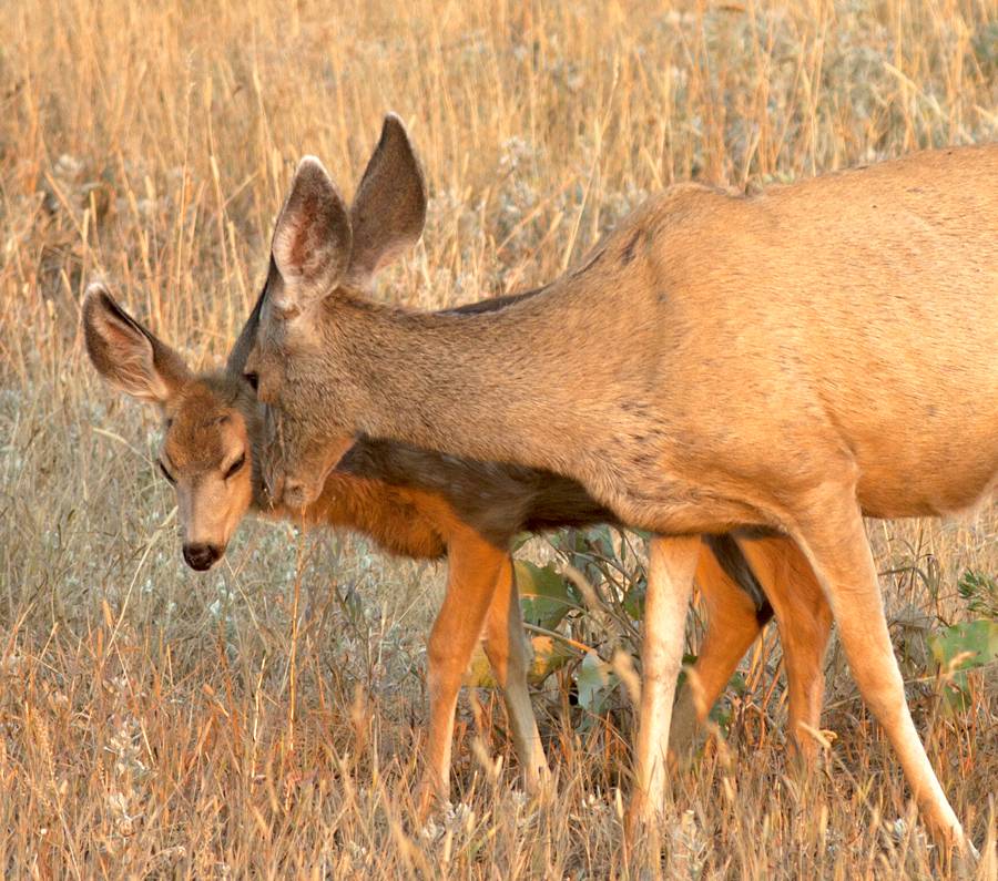 Mule Deer