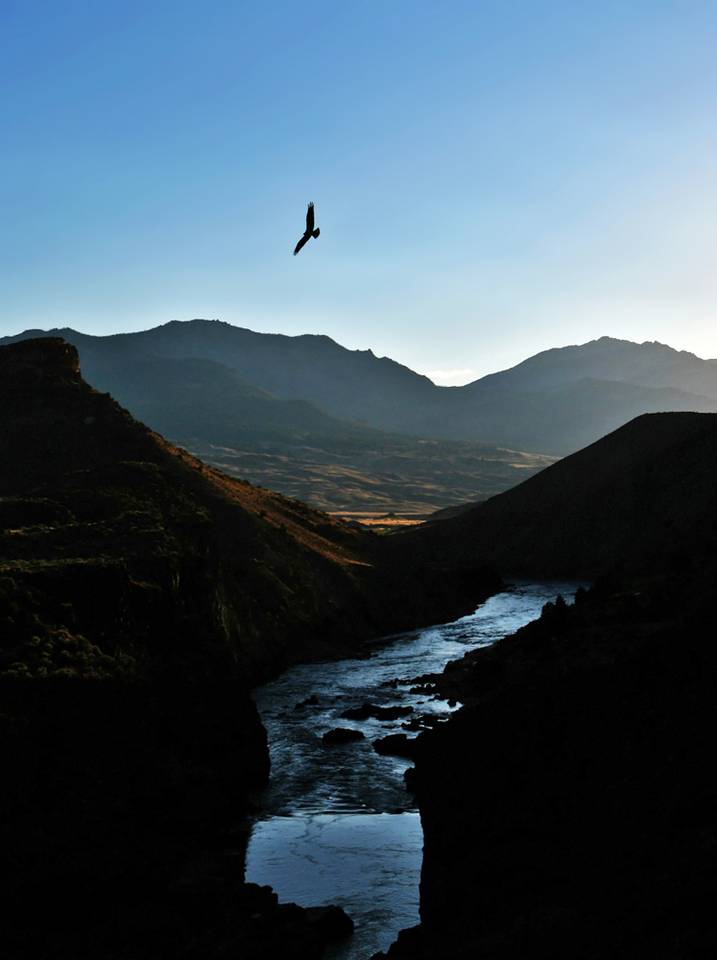 Osprey over the Black Canyon of the Yellowstone River