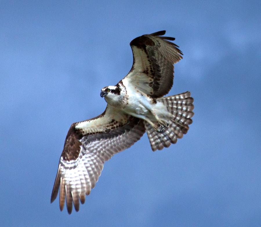 Osprey - Upper Madison River