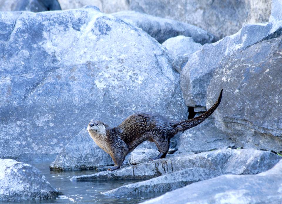 Otter