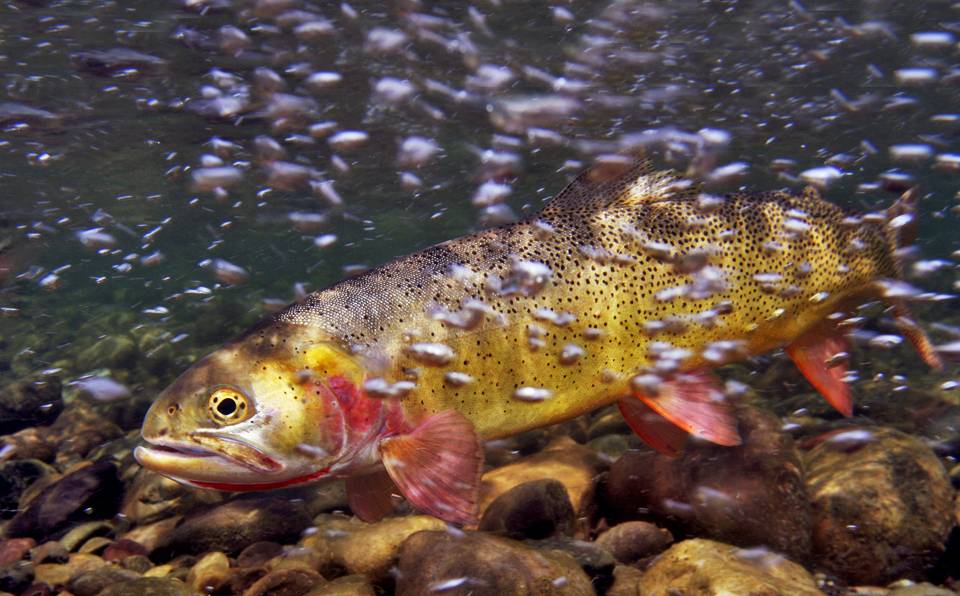 Snake River Cutthroat Trout