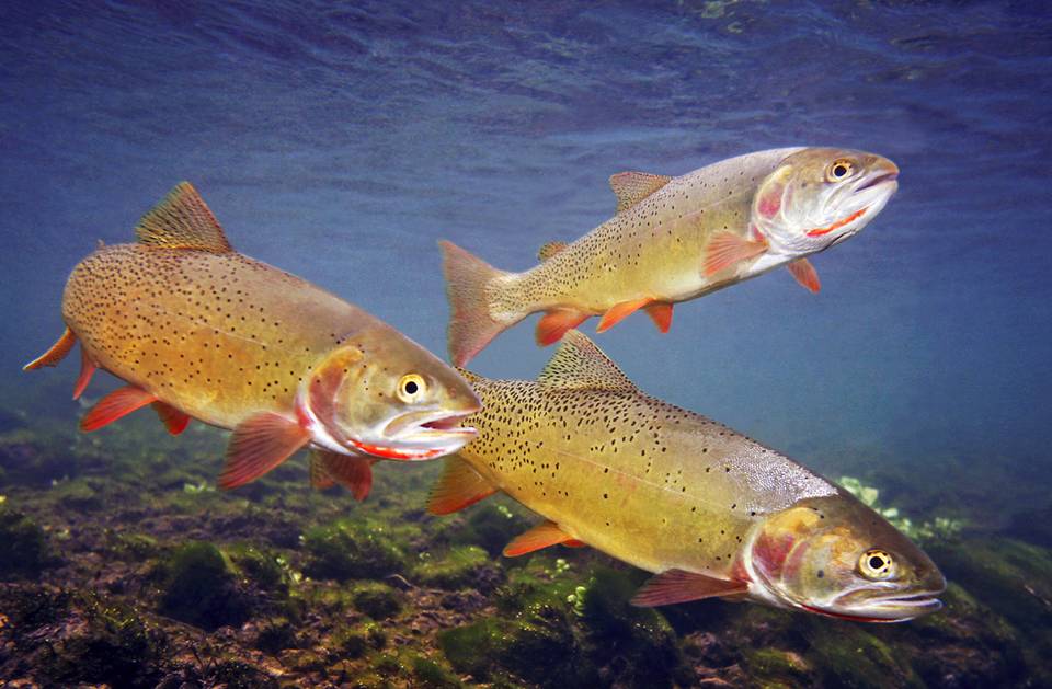 Snake River Cutthroat Trout - Headwaters of the Snake River