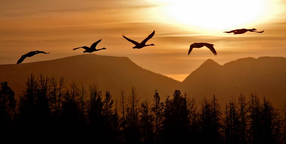 Swans - West Yellowstone Park